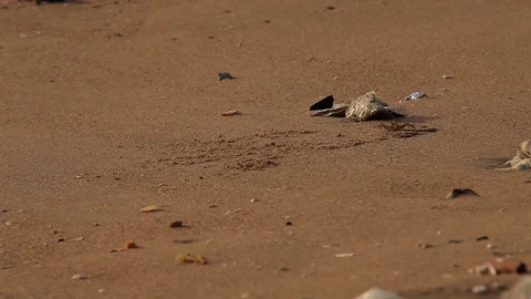 A tiny Crab on beach, In search of food Stock Footage 77537437
