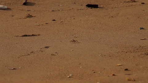 A tiny Crab on beach, In search of food Vidéo 77542124