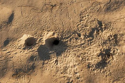 Tiny Crab Burrows and Tracks in Beach Sand on Phu Quoc Island, Vietnam 스톡 사진