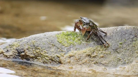Tiny Crab in California Tide Pool Vídeo Stock 109025071