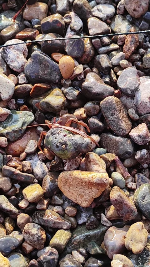Tiny crab crawling over wet pebbles at beach. vertical. Stock-Footage 336187385