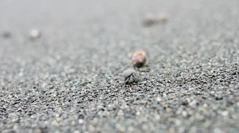 Tiny crab crawling on pebbles Stock Footage 48738602