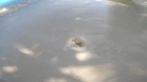 Tiny Crab Crawling on Sandy Beach Stock Footage 295793274