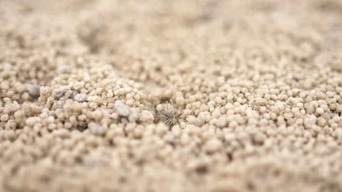Tiny crab creating sand bubbler, sand balls on the beach Video stock 320399583