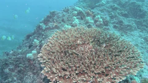 Tiny Crab! Vidéo 150471883