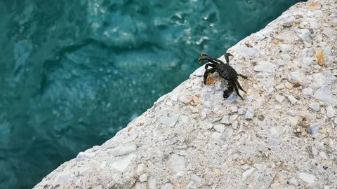 Tiny crab.  Stock Footage 196120146