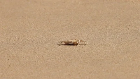 Tiny Crab On Golden Sand: A Small Coastal Crustacean Moves Across the Beach Stock Footage 332064649