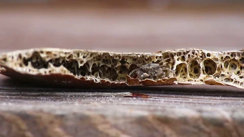 A tiny crab living inside of a dead horseshoe crabs shell. Vídeo Stock 76142473