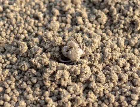 Tiny crab Foto stock