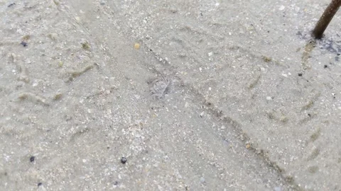 A tiny crab playing on the beach sand. 스톡 동영상 297874792
