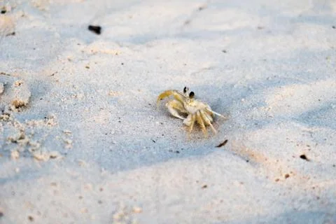 Tiny crab on sand Foto stock