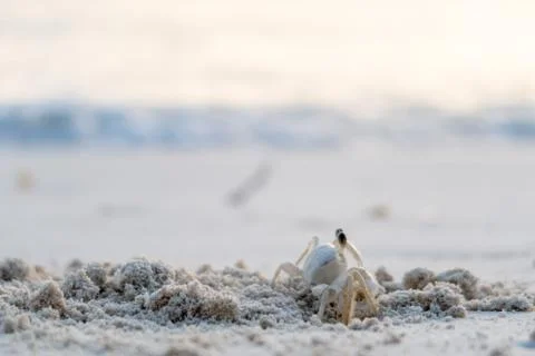 Tiny crab on sand Stock Photos