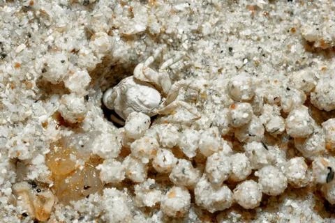 A tiny crab in the sand by the sea. 写真素材