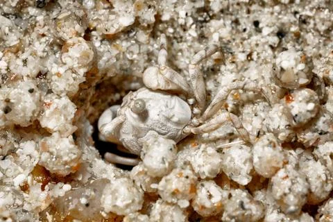 A tiny crab in the sand by the sea. Stock Photos