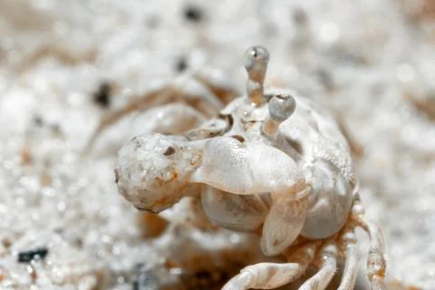A tiny crab in the sand by the sea. Stock Photos