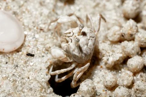 A tiny crab in the sand by the sea. Stock Photos
