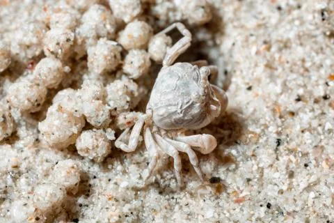 A tiny crab in the sand by the sea. Stock Photos