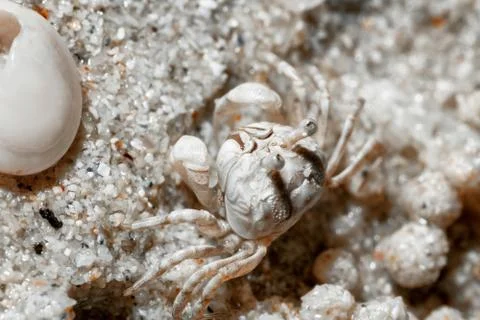 A tiny crab in the sand by the sea. 写真素材