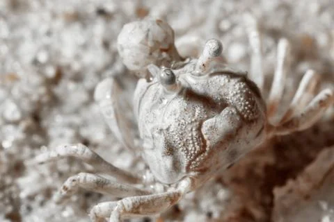 A tiny crab in the sand by the sea. Stock Photos