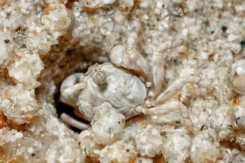 A tiny crab in the sand by the sea. Foto stock