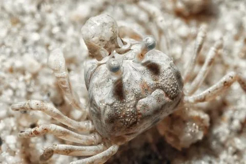A tiny crab in the sand by the sea. Foto stock