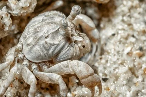 A tiny crab in the sand by the sea. Stock Photos