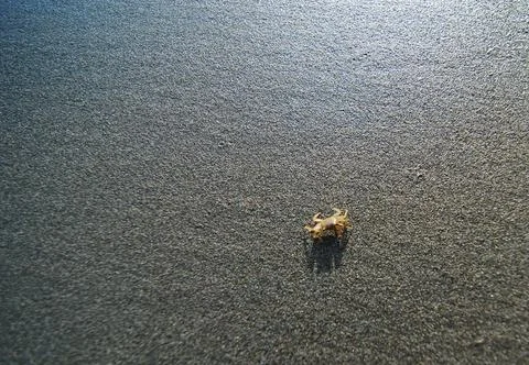 A tiny crab scuttles across the smooth, golden sand of a sunny beach Stock Photos