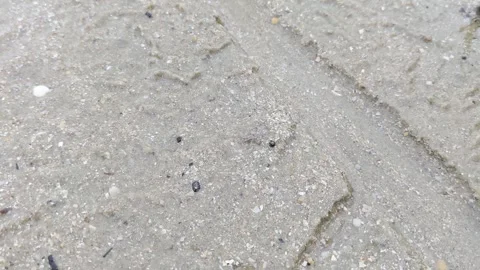 A tiny crab scuttles out after a man pointing his finger on it. 스톡 동영상 297874802