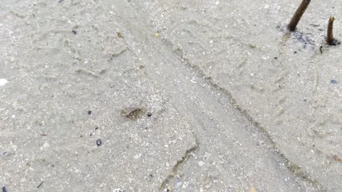 A tiny crab scuttles out from the sand. 스톡 동영상 297874711