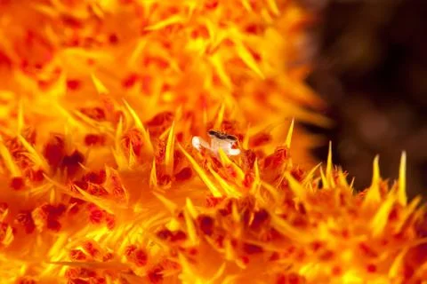 Tiny Crab on Soft Coral Foto stock