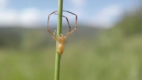 Tiny Crab Spider Climbing a Green Stem – Macro Nature Wildlife Video stock 134608348