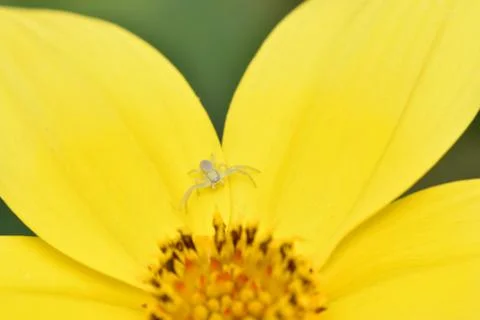 Tiny crab spider waiting for prey towards the center of a yellow flower Stock Photos