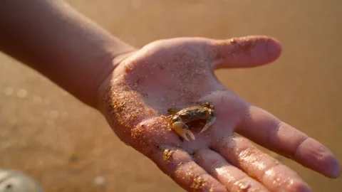 Tiny Crab Walking on a Child's Hand on the Beach Stock Footage 317905224