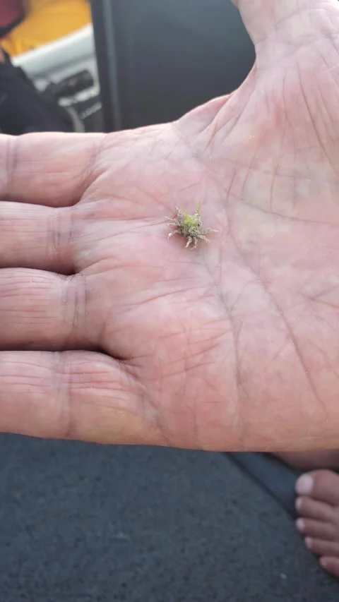 Tiny crab walking on an Open Human Palm in Natural Light 스톡 동영상 328223559