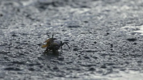 Tiny crabs best moment on the beach (4 Angle Footage) Stock Footage 132217116