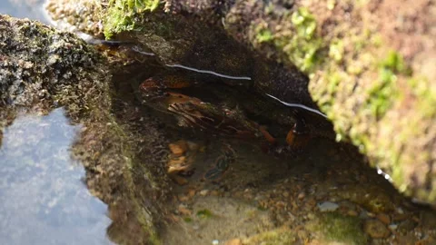 Tiny Crabs Hiding in a Rocky Tide Pool Stock Footage 300315992