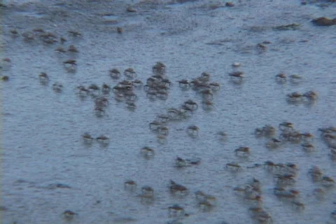 Tiny crabs scurry across the beach. 動画素材 338006