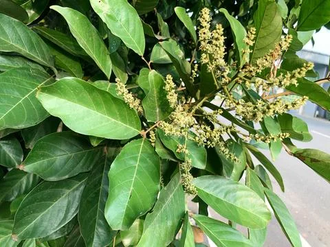 Tiny Cream Flowers on a Tropical Tree with Pollinator Activity Stock Photos