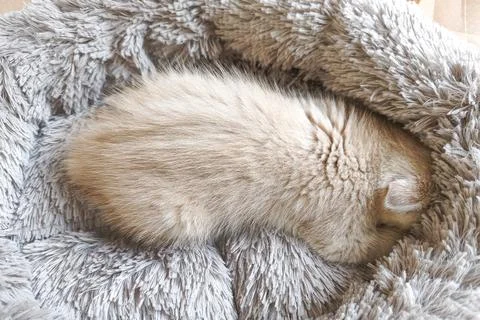 Tiny cream Scottish Fold kitten rooting in soft bed like nursing instinct Stock Photos