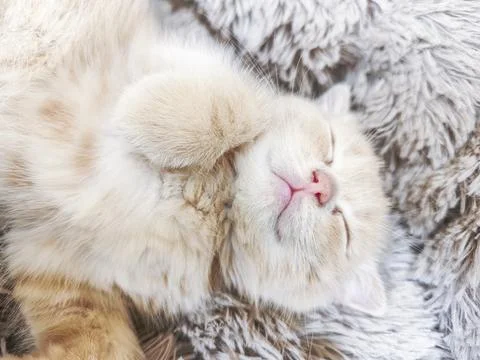 Tiny cream Scottish Fold kitten sleeping sweetly in warm cozy place Stock Photos