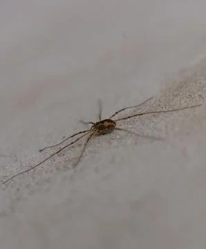 Tiny creature exploring a textured surface in a close-up view during a quie.. Foto stock