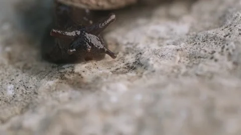 A Tiny Creature Perched on a Rocky Surface, Embracing Nature's Beauty Video stock 257209190