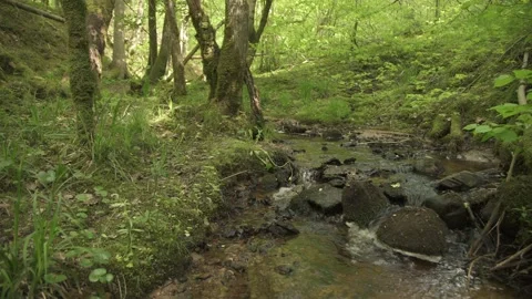 A tiny creek in a forest in summer day Stock-Footage 159981824