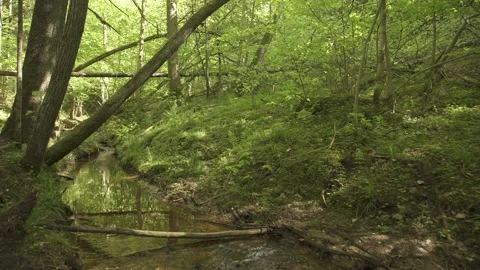 A tiny creek in a forest in summer day Stock Footage 159981895