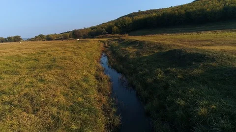 A tiny creek in the middle of a meadow with cows in background, next to a for Stock Footage 113070158
