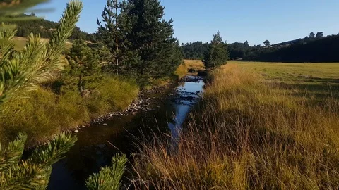 A Tiny Creek In The Middle Of A Meadow With the Pine Trees, Golden hour Stock Footage 121341255