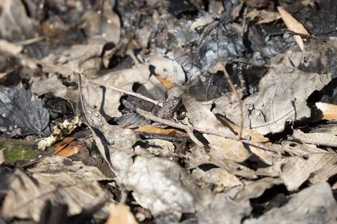 Tiny Cricket Frog Stock Photos