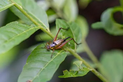 Tiny cricket perches on green leaf Stock Photos