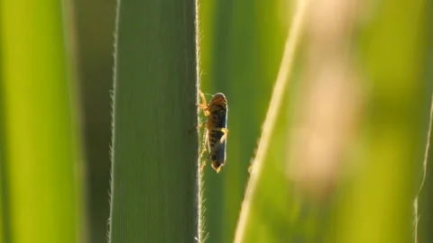 Tiny cricket walking backwards on a blade of grass, sunset, slow motion. Video stock 155876683