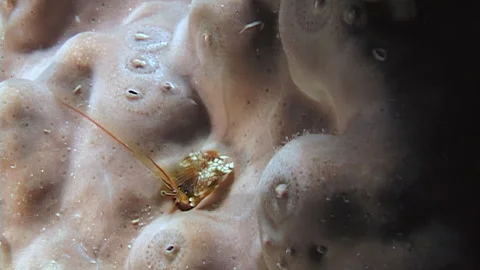 Tiny Critters Navigate Labyrinthine Coral Burrows in the Ocean Stock Footage 344782887